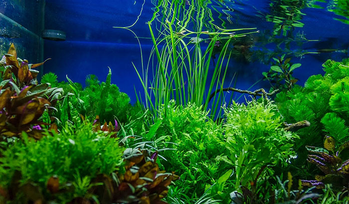 How To Grow Aquarium Plants From Seeds Aquatic Eden