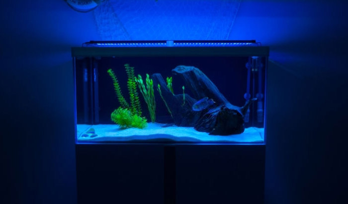 Does Blue Light in Fish Tank Do - Aquatic Eden