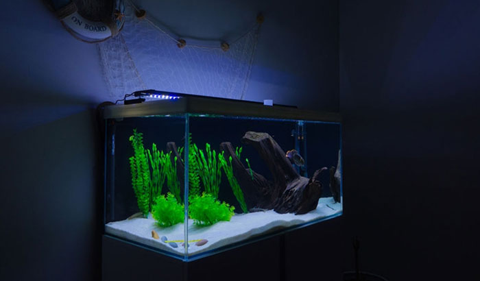 Do Fish Need Light at Night - Eden